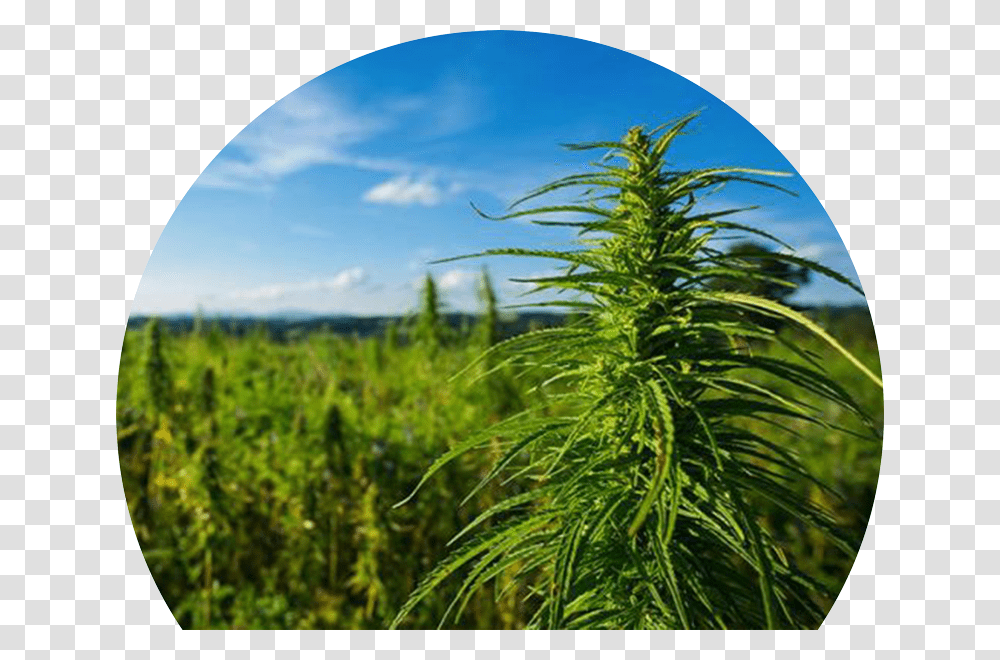 Cannabis Field, Plant, Fisheye, Hemp Transparent Png