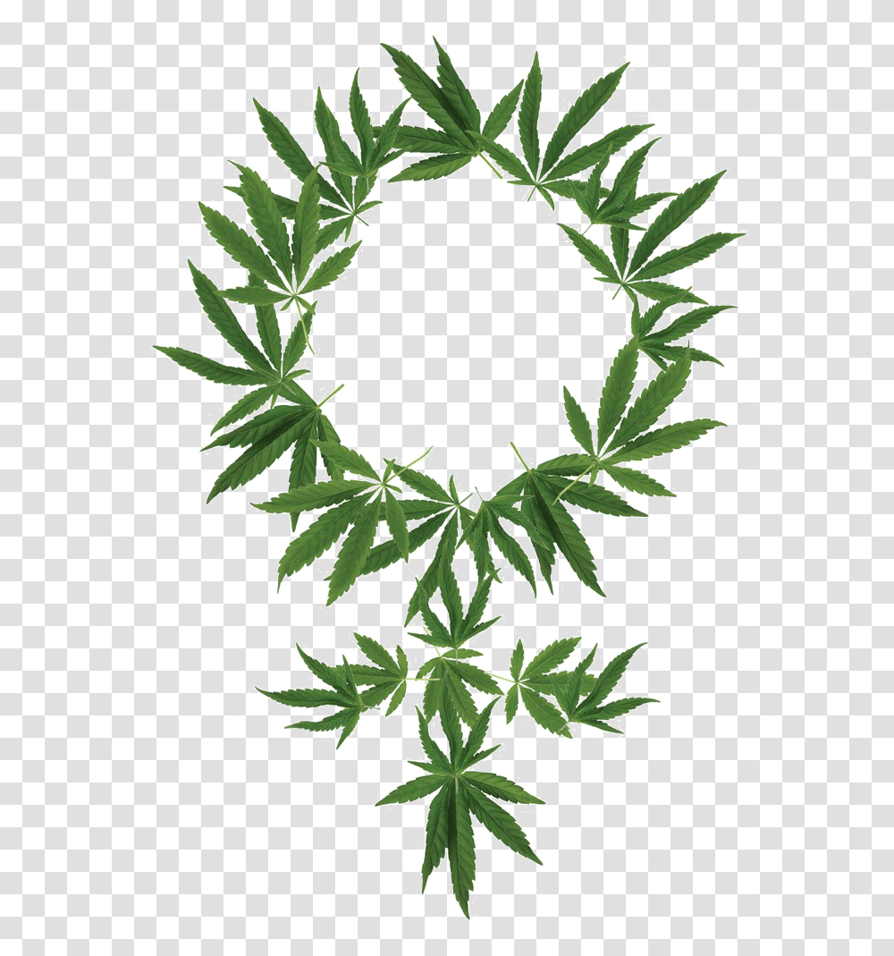 Cannabis Free Background Weed Plant, Geranium, Flower, Blossom, Wreath Transparent Png