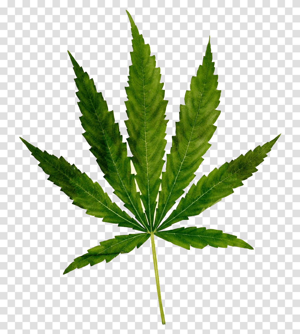 Cannabis Free Images Marijuana, Plant, Leaf, Hemp, Weed Transparent Png