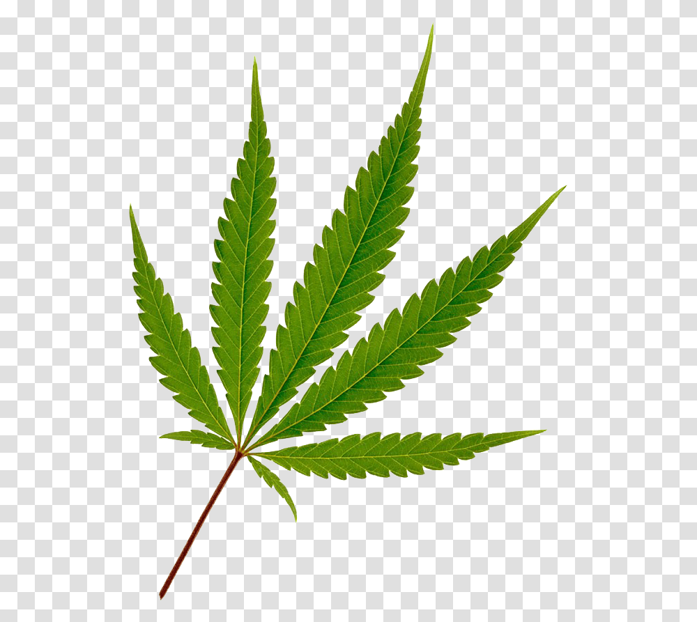 Cannabis Hemp Leaf Joint Weed Leaf, Plant Transparent Png