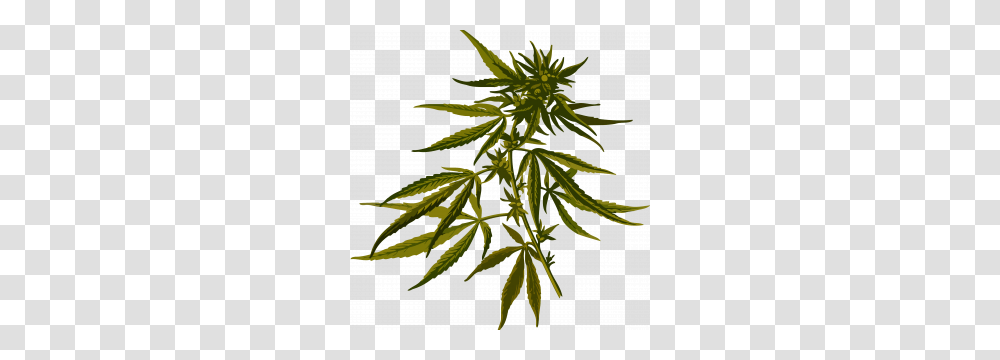 Cannabis Icon Web Icons, Plant, Hemp, Tree, Leaf Transparent Png