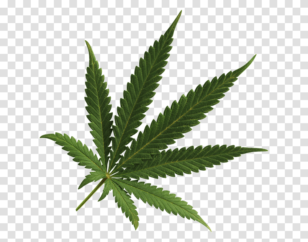 Cannabis Image Background Marijuana Leaf, Plant, Hemp, Weed Transparent Png