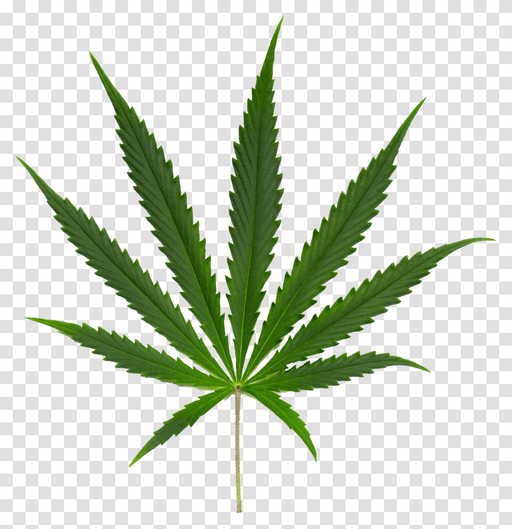Cannabis Image Canabi Sativa, Plant, Hemp, Weed Transparent Png