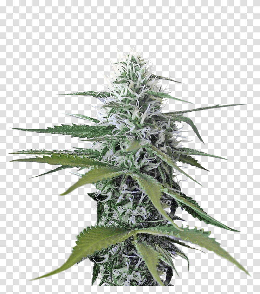 Cannabis Image Weed, Plant, Tabletop, Furniture, Hemp Transparent Png