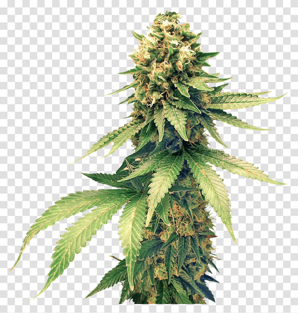 Cannabis Images Free Cannabis, Plant, Hemp, Weed, Bird Transparent Png