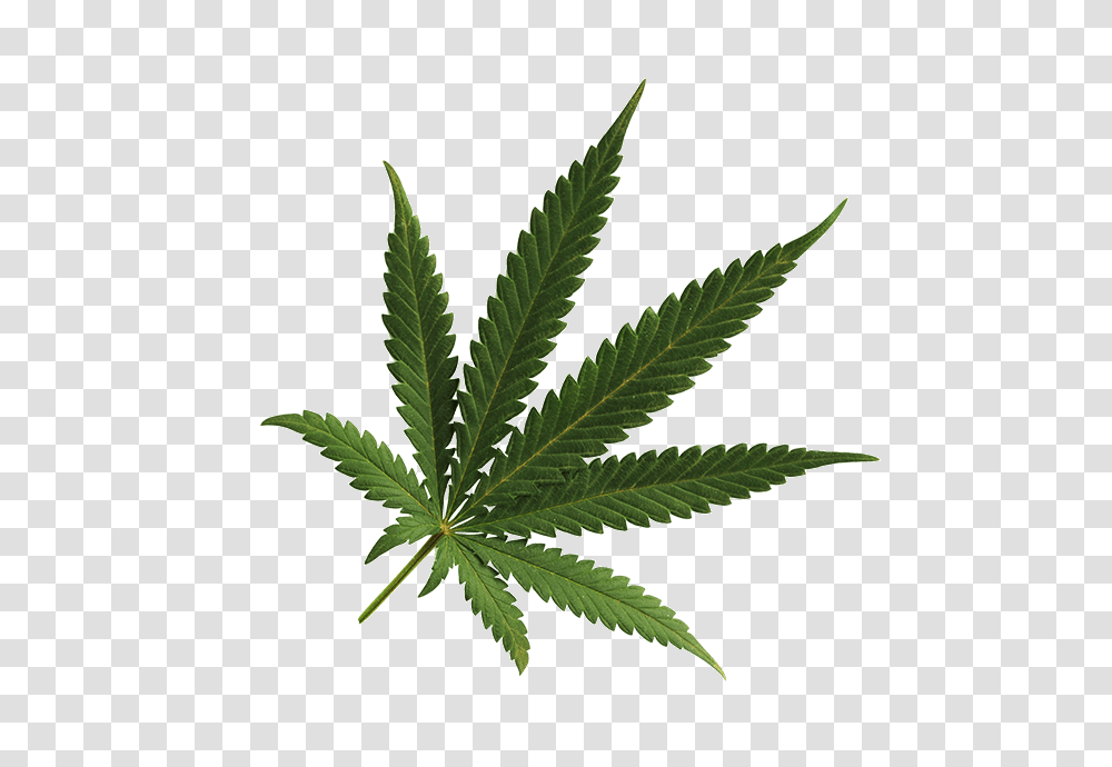 Cannabis Images Free Download Background Cannabis, Plant, Hemp, Weed, Leaf Transparent Png