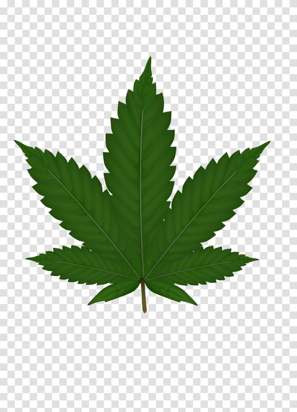 Cannabis Images Free Download, Leaf, Plant, Tree, Maple Leaf Transparent Png