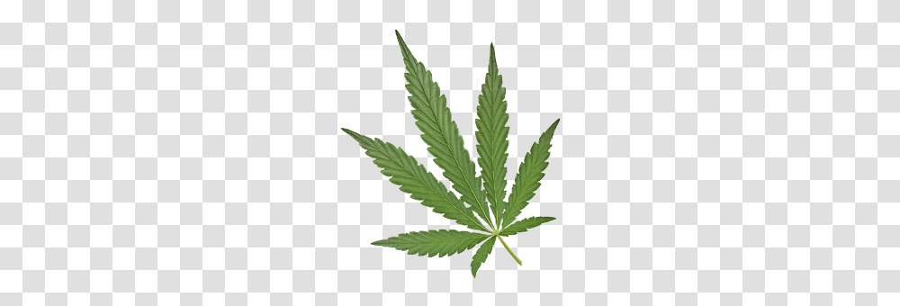 Cannabis Images Free Download, Plant, Hemp, Weed, Leaf Transparent Png