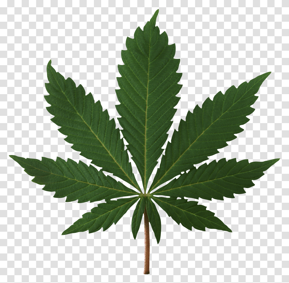 Cannabis Images Free Download Weed Leaf, Plant, Hemp, Tree Transparent Png