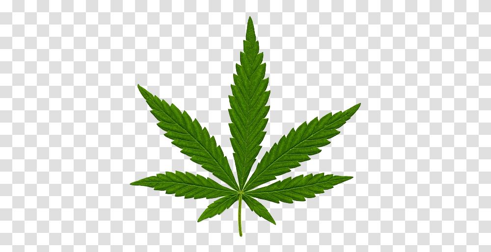 Cannabis In Marijuana Leaf, Plant, Weed, Hemp Transparent Png