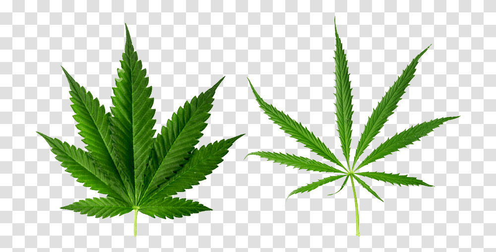 Cannabis Indica, Plant, Weed, Hemp, Leaf Transparent Png