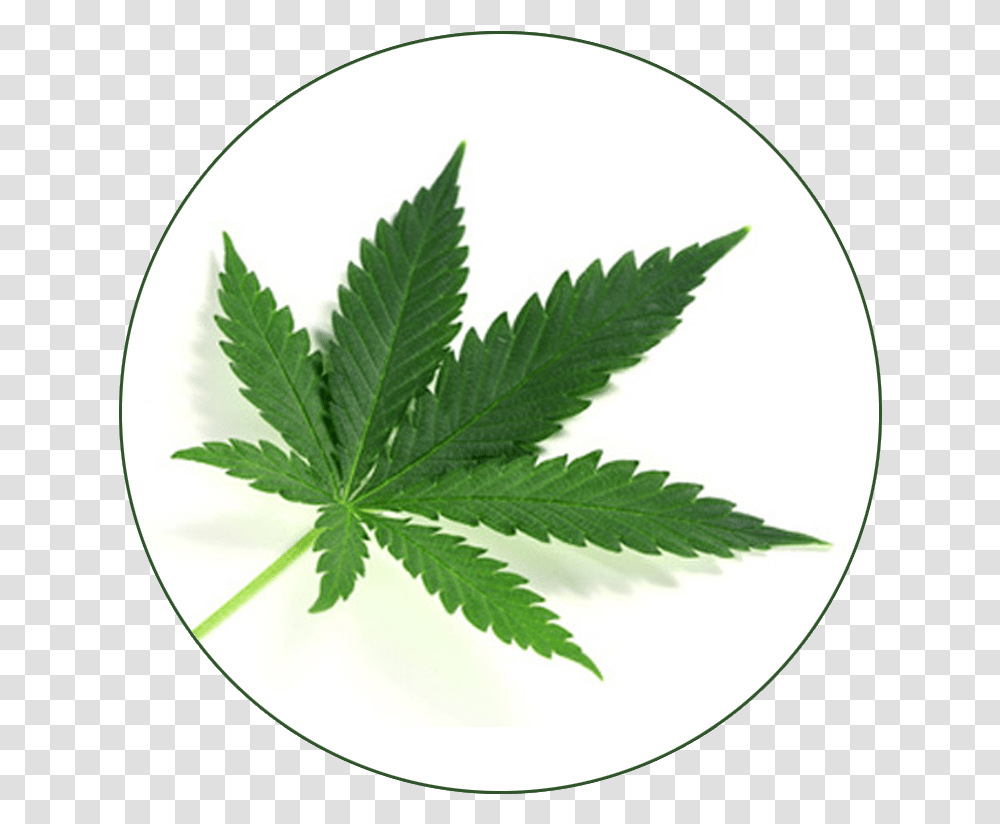 Cannabis Laws In Mauritius, Plant, Leaf, Weed, Hemp Transparent Png