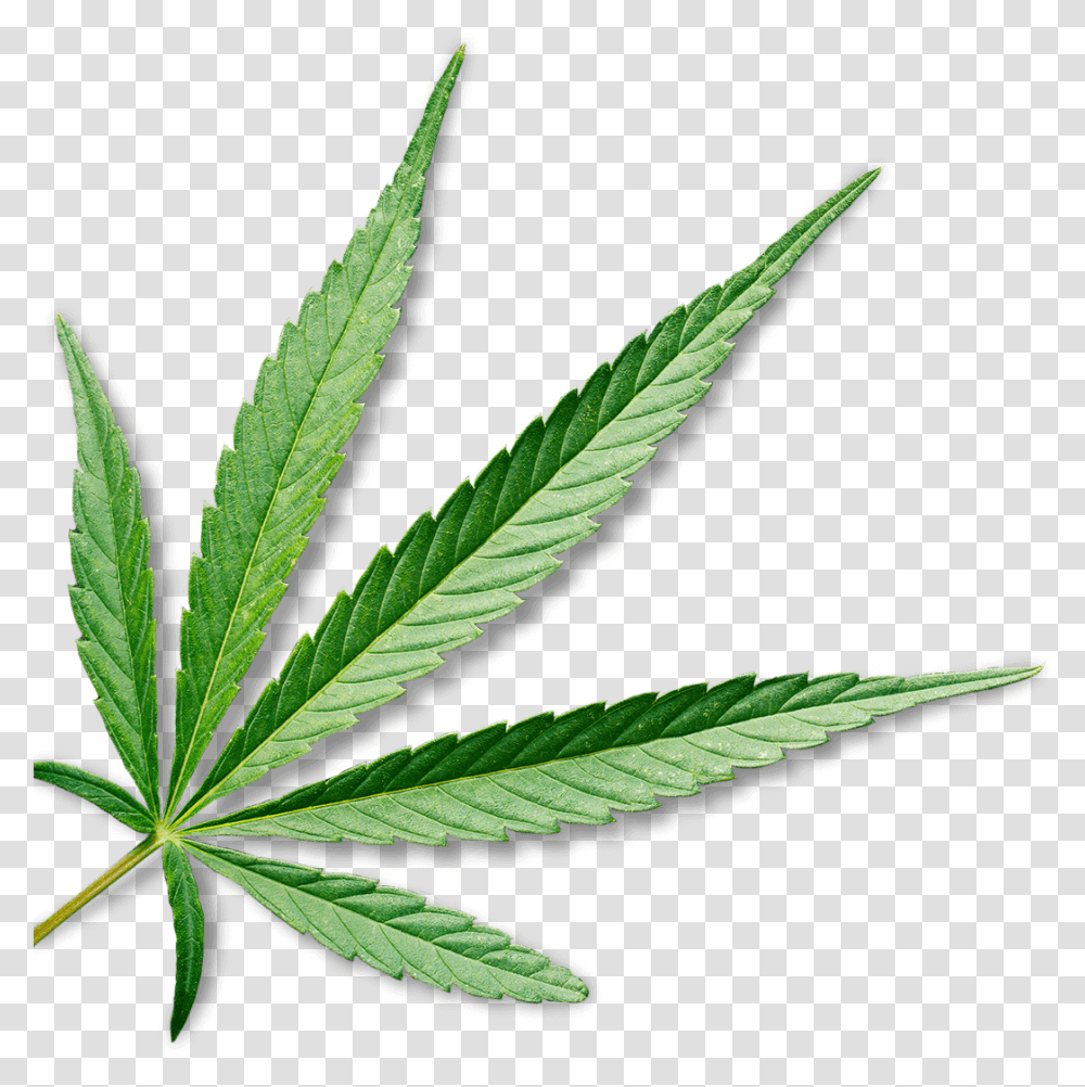 Cannabis Leaf Background Marijuana Leaf Background, Plant, Hemp, Weed Transparent Png