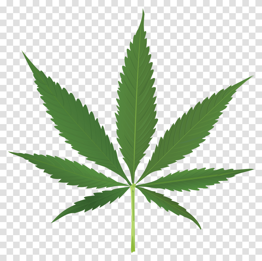 Cannabis Leaf Background, Plant, Hemp, Weed Transparent Png