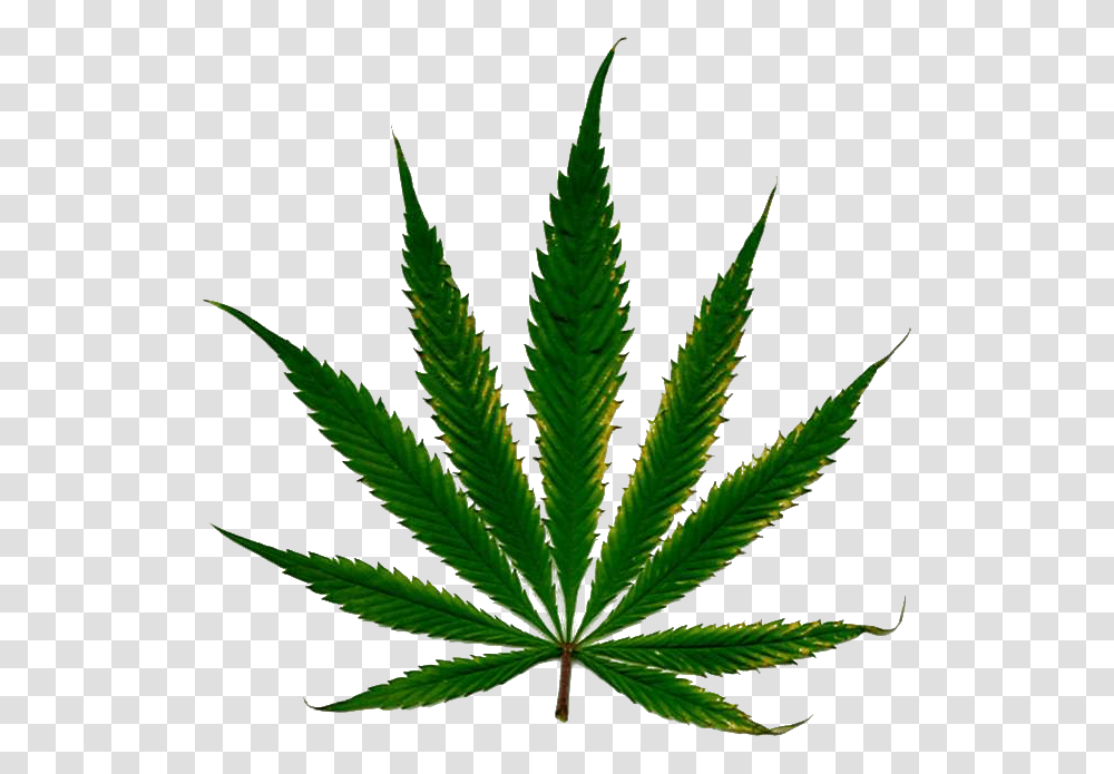Cannabis Leaf Hd, Plant, Potted Plant, Vase, Jar Transparent Png