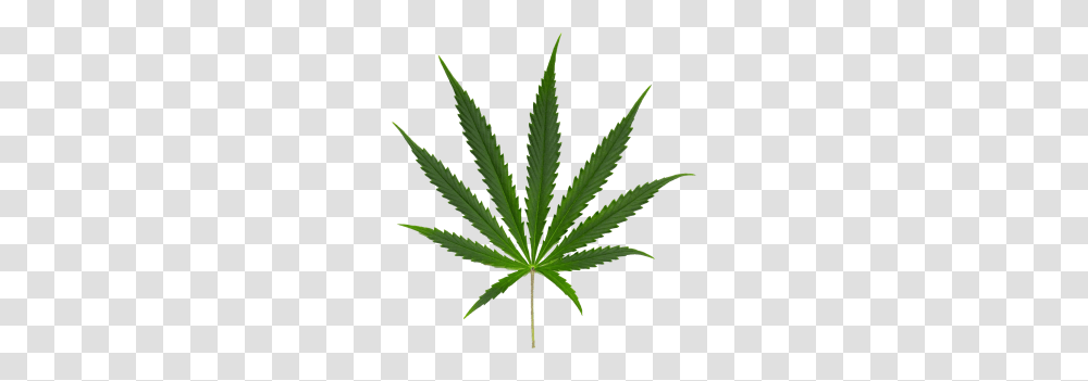 Cannabis Leaf Image, Plant, Hemp, Weed, Flower Transparent Png