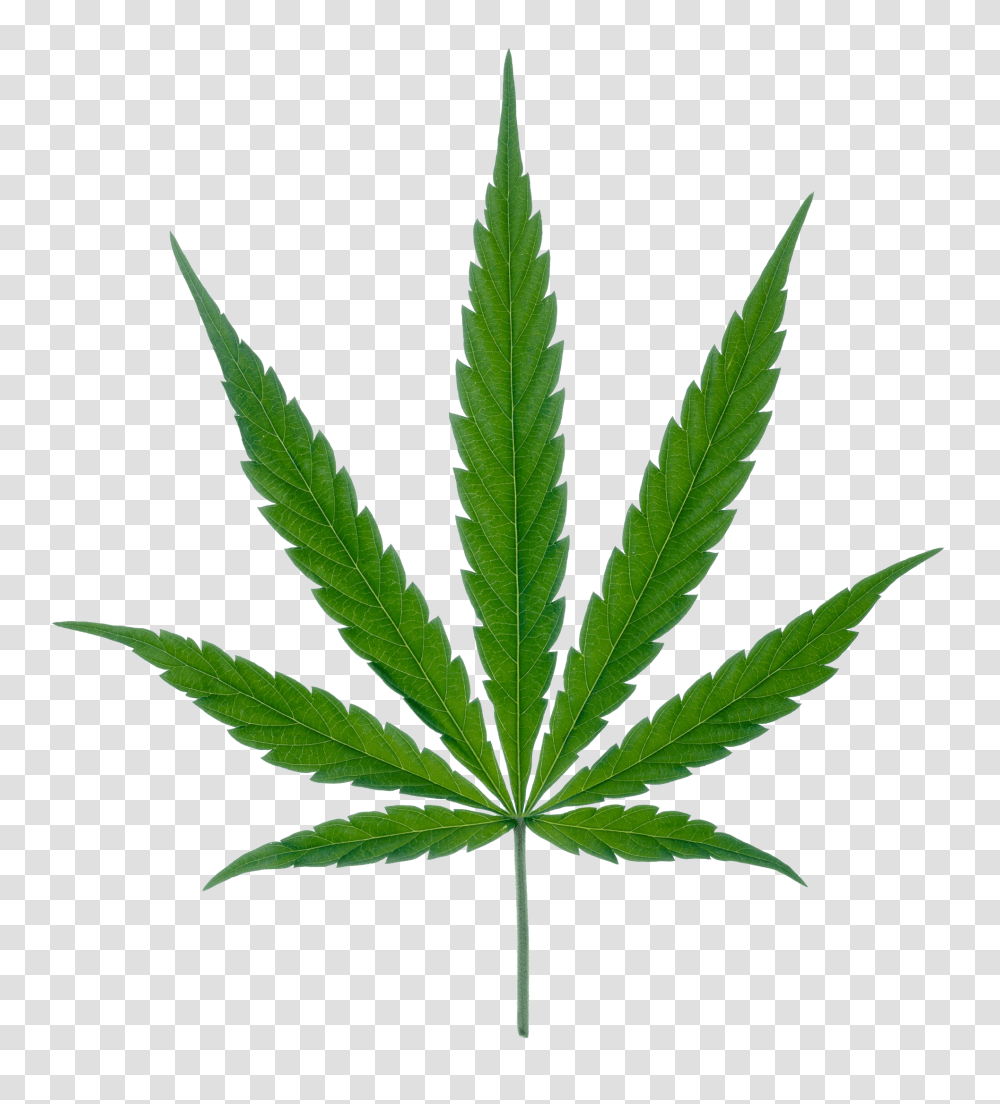 Cannabis Leaf Marijuana, Plant, Weed, Hemp Transparent Png