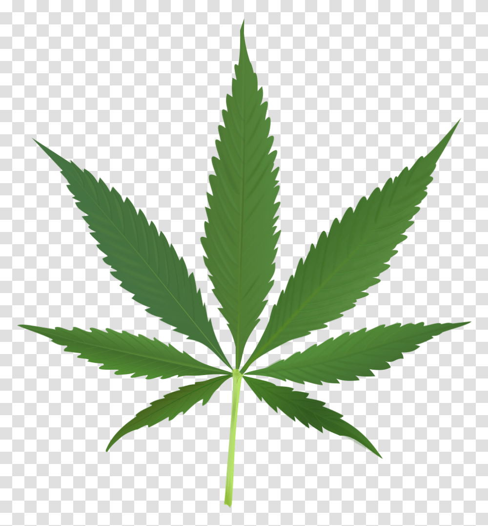 Cannabis Leaf, Plant, Hemp, Weed Transparent Png