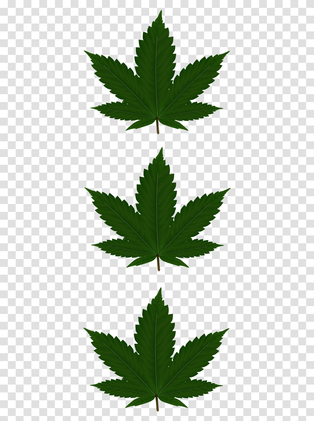 Cannabis Leaf, Plant, Tree, Weed, Maple Leaf Transparent Png