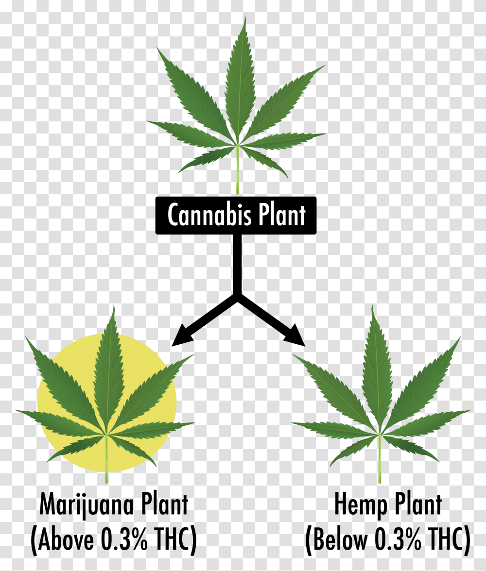 Cannabis Leaf, Plant, Weed, Hemp, Green Transparent Png