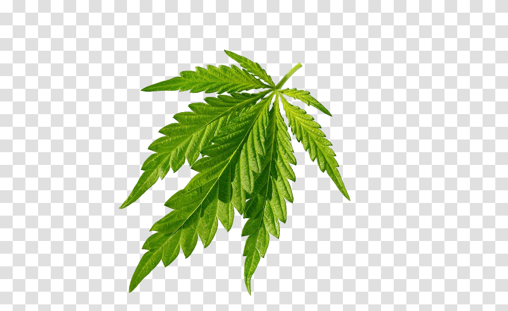 Cannabis, Leaf, Plant, Weed, Hemp Transparent Png