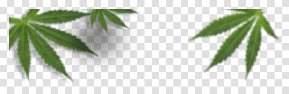Cannabis Leaves Blurry Cannabis, Plant, Leaf, Hemp, Outdoors Transparent Png