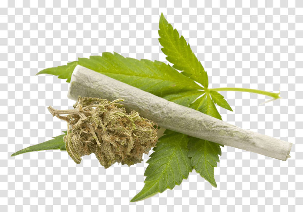 Cannabis Leaves Cannabis, Leaf, Plant, Potted Plant, Vase Transparent Png