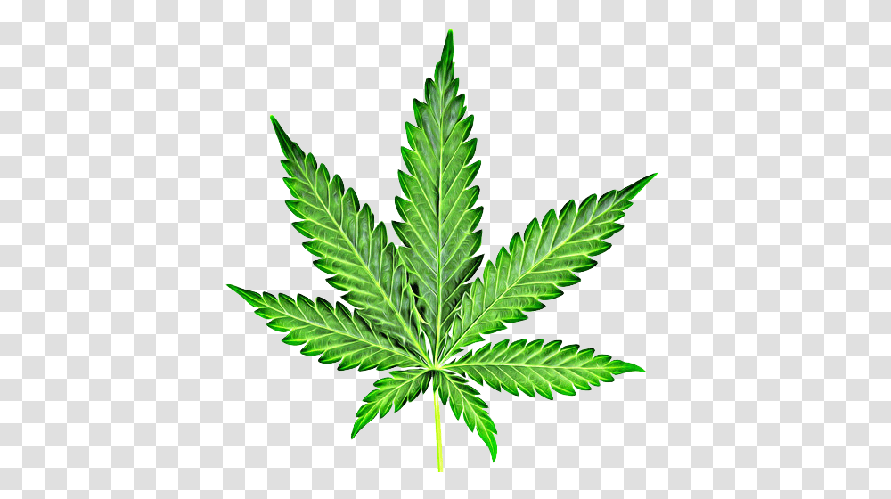 Cannabis Marijuana Leaf Clipart, Plant, Weed, Hemp Transparent Png
