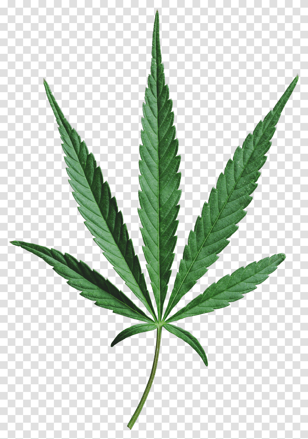 Cannabis Mustgrow Houseplant Transparent Png