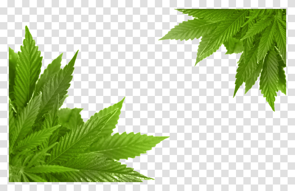 Cannabis, Nature, Leaf, Plant, Green Transparent Png