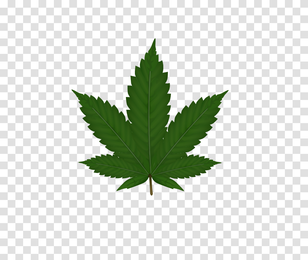 Cannabis, Nature, Leaf, Plant, Tree Transparent Png