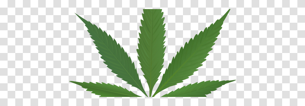 Cannabis, Nature, Leaf, Plant, Weed Transparent Png