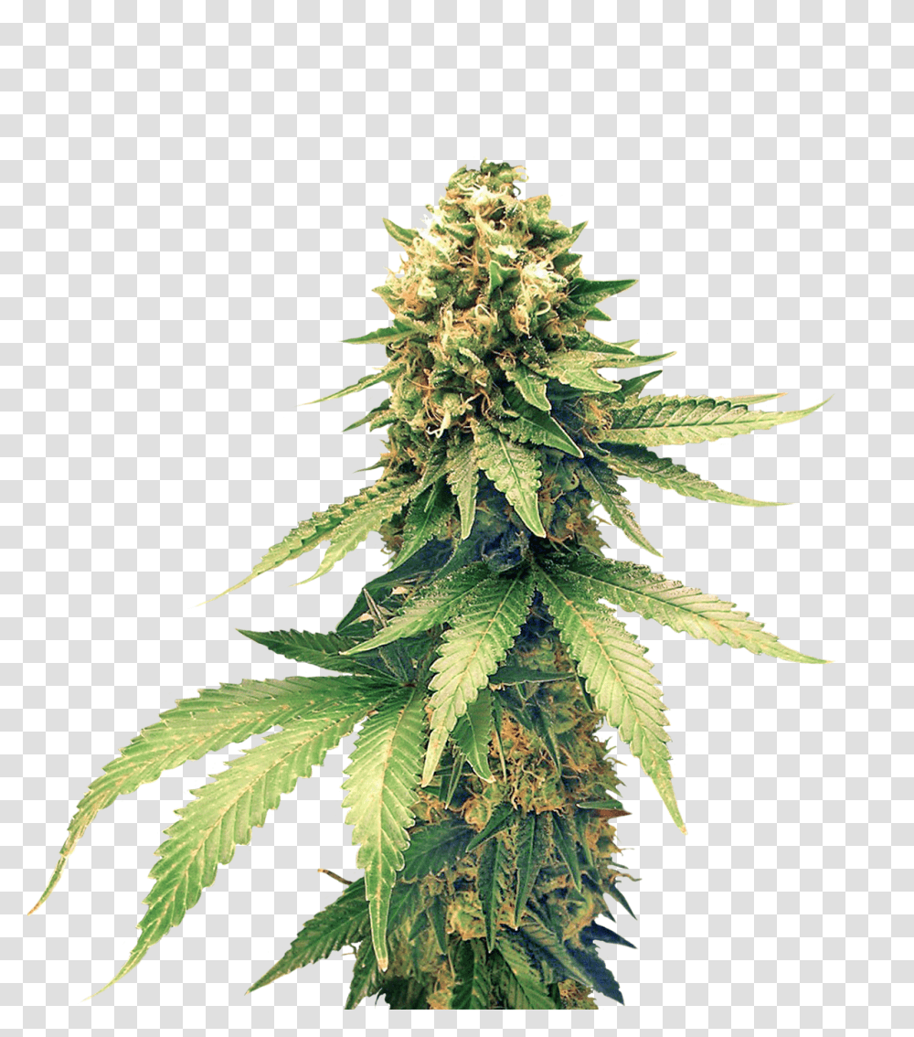 Cannabis, Nature, Plant, Hemp, Bird Transparent Png