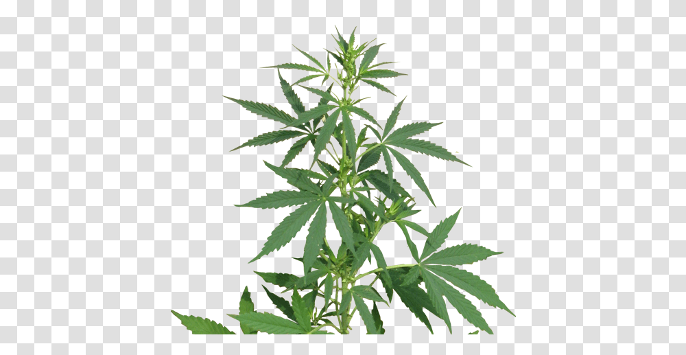 Cannabis, Nature, Plant, Hemp, Leaf Transparent Png