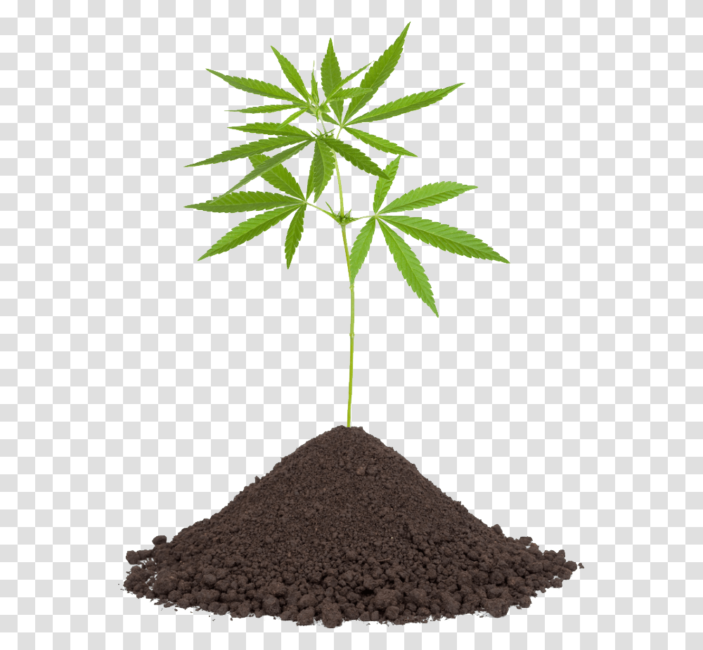 Cannabis, Nature, Plant, Hemp, Soil Transparent Png
