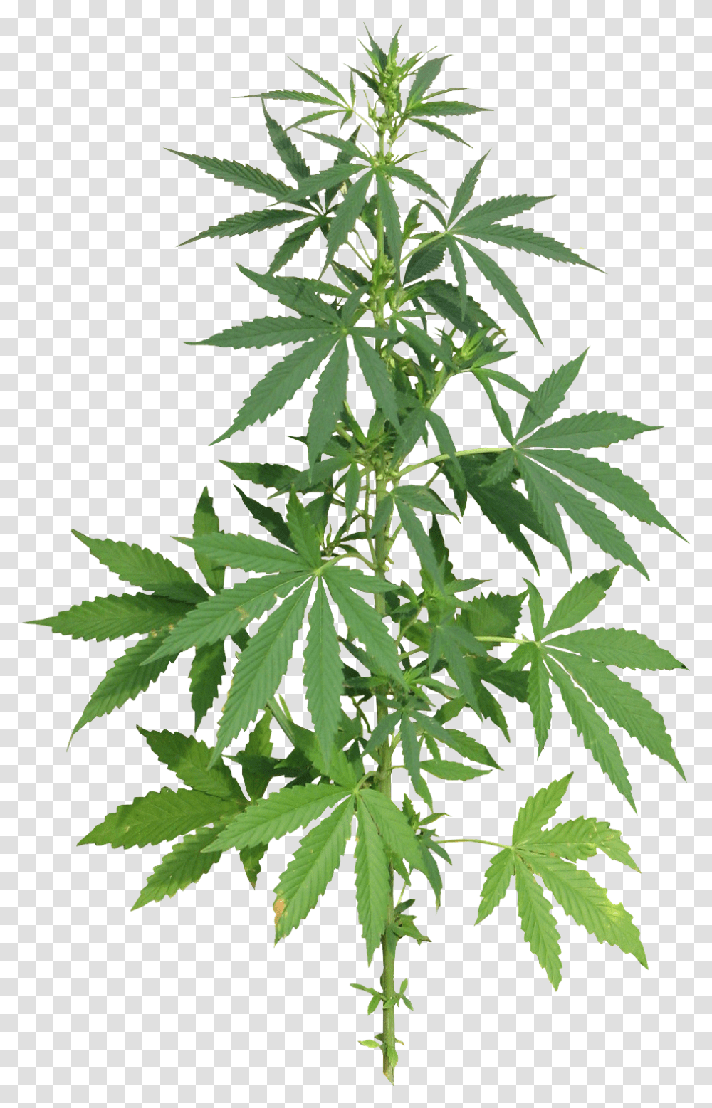 Cannabis, Nature, Plant, Hemp Transparent Png