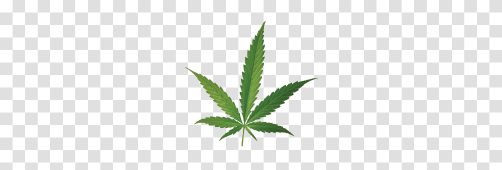 Cannabis, Nature, Plant, Hemp, Weed Transparent Png