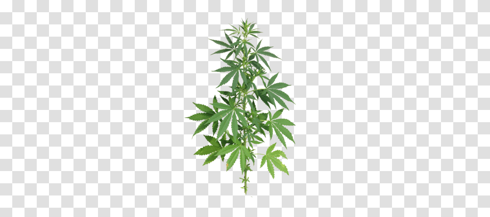 Cannabis, Nature, Plant, Hemp, Weed Transparent Png