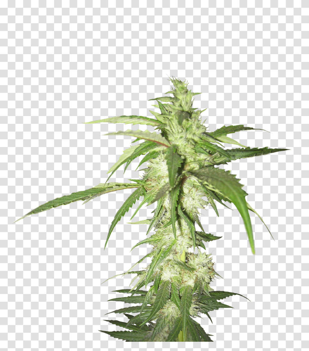Cannabis, Nature, Plant, Hemp, Weed Transparent Png