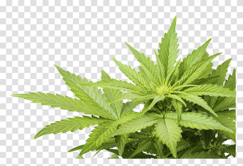 Cannabis, Nature, Plant, Hemp, Weed Transparent Png