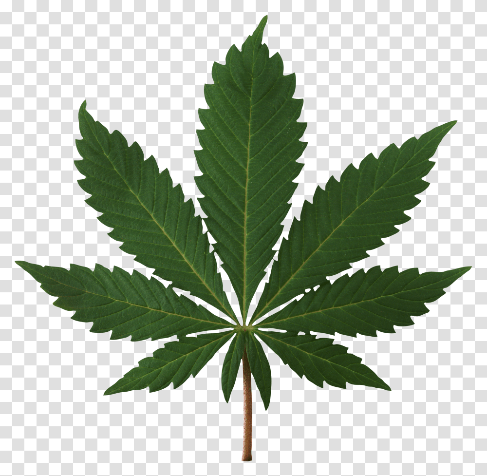 Cannabis, Nature, Plant, Leaf, Hemp Transparent Png