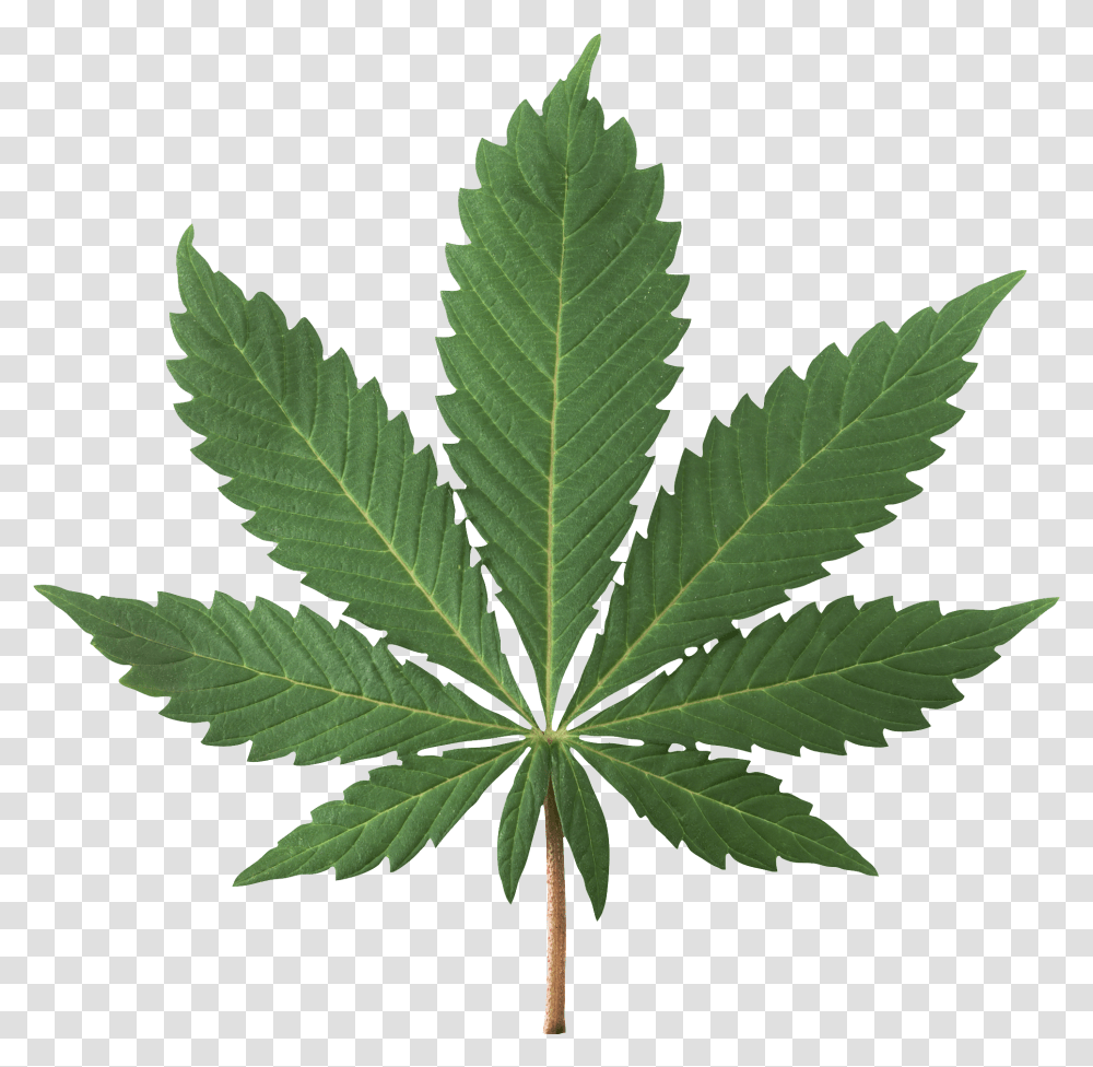 Cannabis, Nature, Plant, Leaf, Hemp Transparent Png