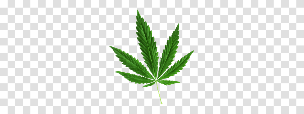 Cannabis, Nature, Plant, Leaf, Weed Transparent Png