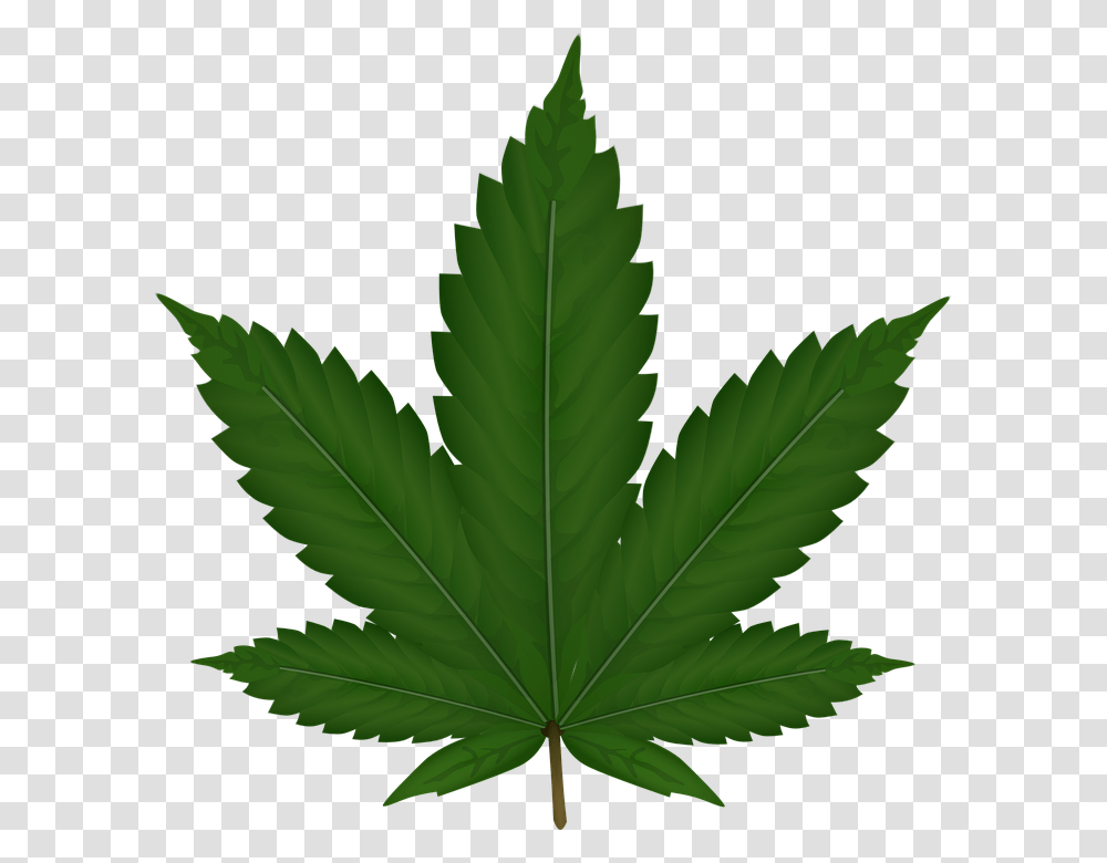 Cannabis, Nature, Plant, Leaf, Weed Transparent Png
