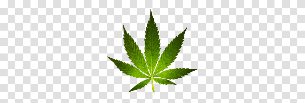 Cannabis, Nature, Plant, Leaf, Weed Transparent Png