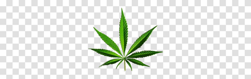 Cannabis, Nature, Plant, Staircase, Leaf Transparent Png