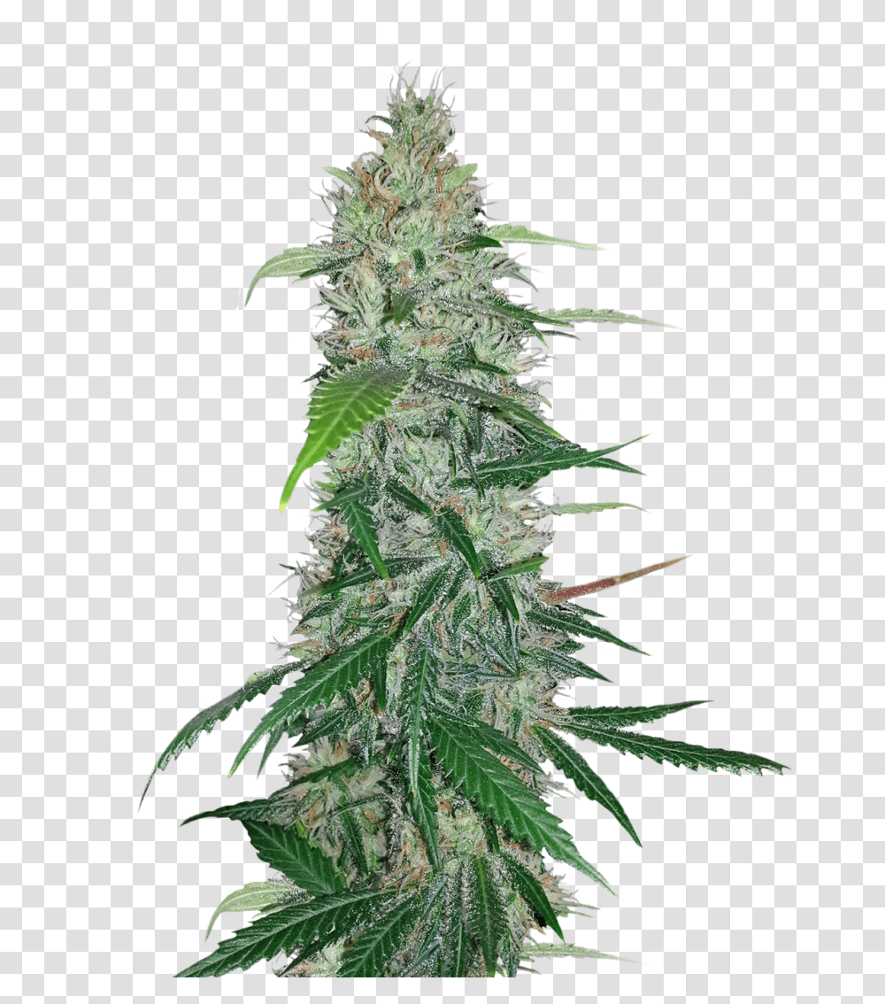 Cannabis, Nature, Plant, Tree, Christmas Tree Transparent Png