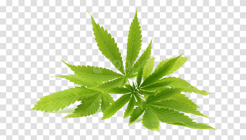 Cannabis Photo Kush Man E Liquid, Plant, Leaf, Weed, Hemp Transparent Png