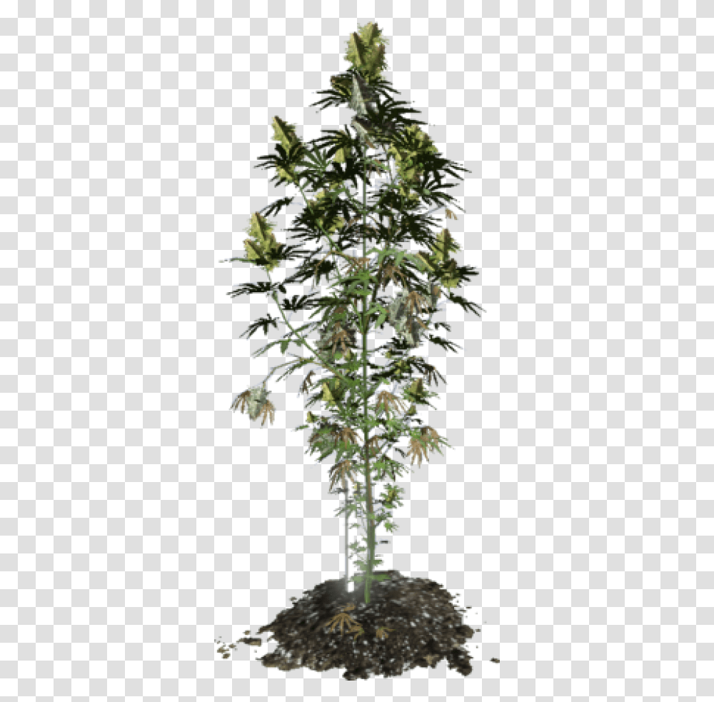 Cannabis Plant 3d Model, Tree, Bush, Vegetation, Conifer Transparent Png