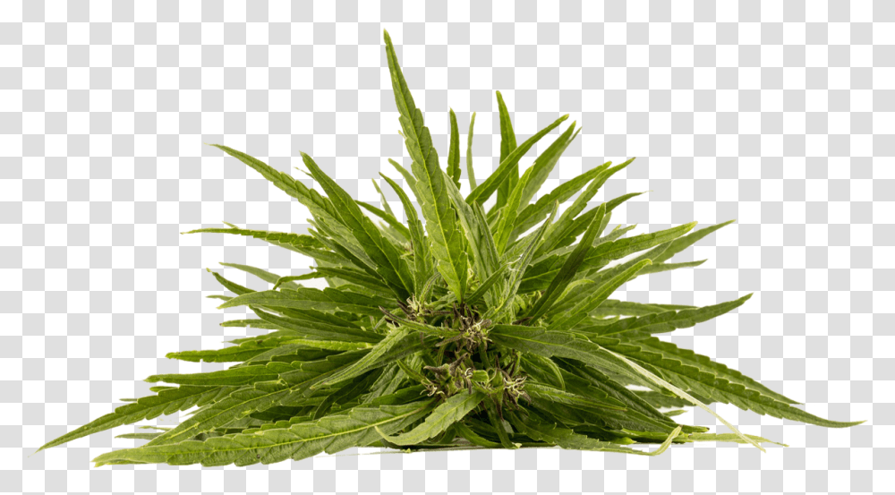 Cannabis Plant, Aloe, Leaf, Vegetation, Agavaceae Transparent Png